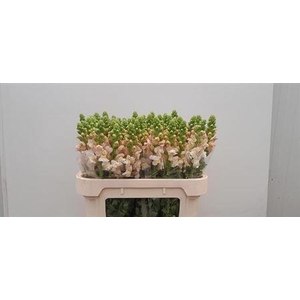 Antir Cool Light Pink