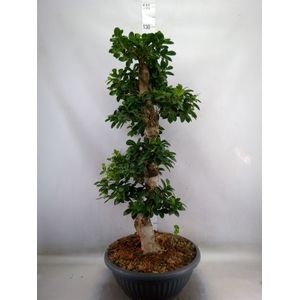 Ficus microcarpa 'Ginseng'