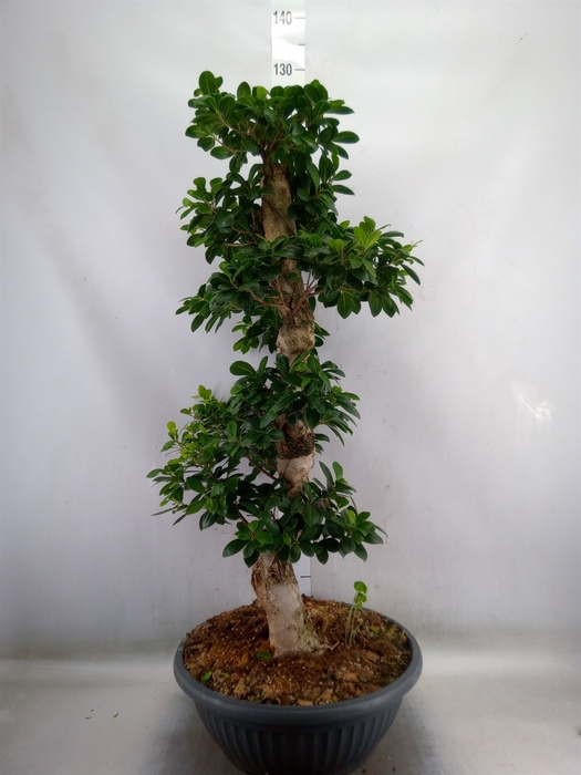 <h4>Ficus microcarpa 'Ginseng'</h4>