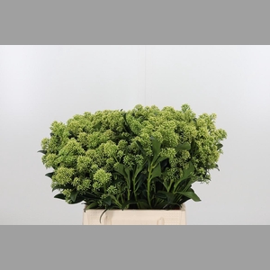 Skim J Frank Whit Bs