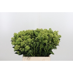 Skim J Frank Whit Bs