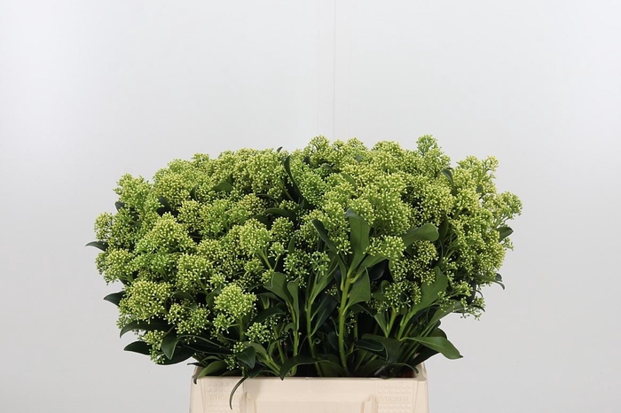 <h4>Skim J Frank Whit Bs</h4>