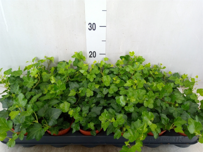 <h4>Hedera helix 'Wonder'</h4>