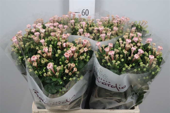 <h4>Bou En Sweet Jewel</h4>