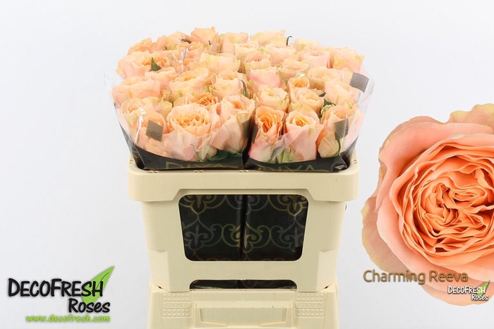 <h4>R Gr Charming Reeva</h4>