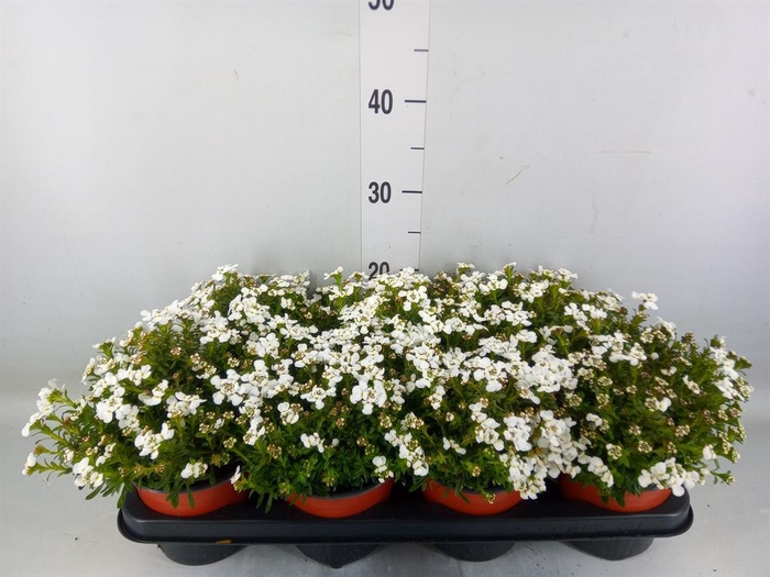 <h4>Iberis semp.</h4>