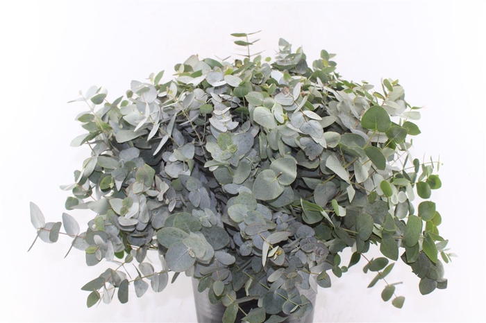 <h4>Euca Cinerea Per Stem</h4>