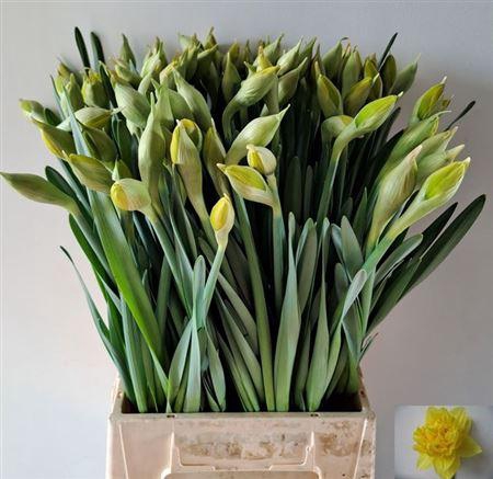 <h4>Narc Du Dick Wilden</h4>