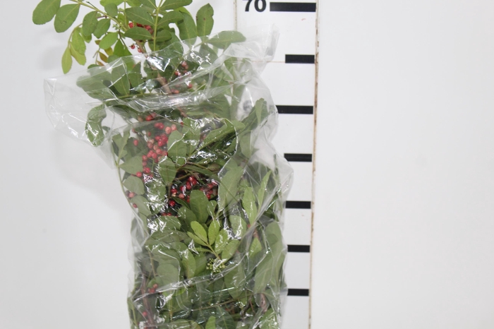 <h4>SEMENTE DE AROEIRA</h4>