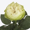 Rosa large white kahala