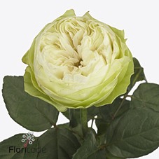Rosa large white kahala