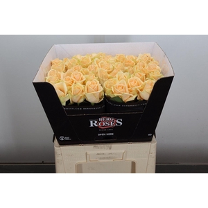 R Gr Avalanche Peach