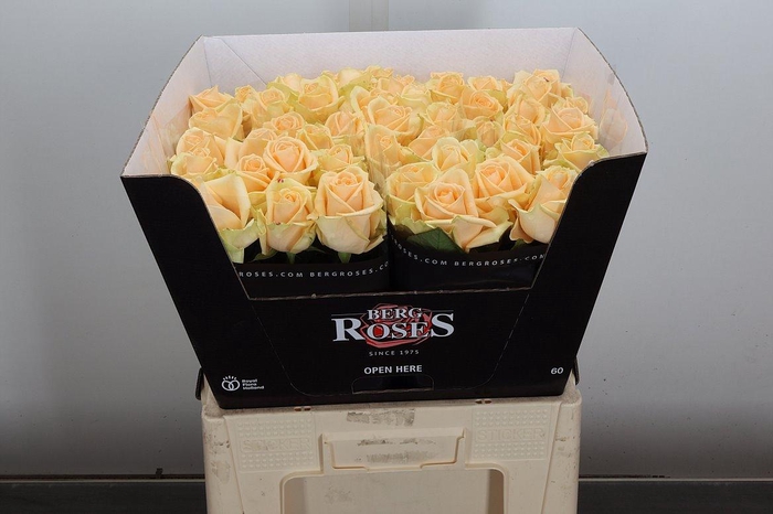 <h4>R Gr Avalanche Peach+</h4>