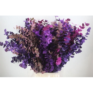 Euca Cinerea Mix Pink P Bunch