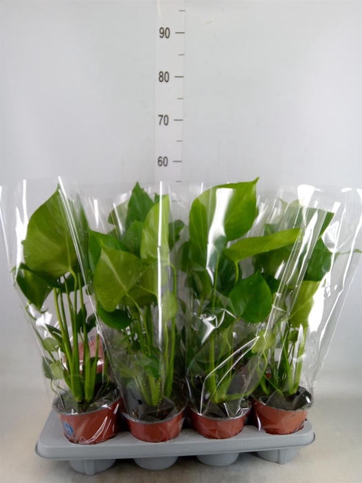 <h4>Monstera delic.</h4>