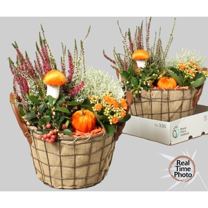 ARR TUINPLANTEN