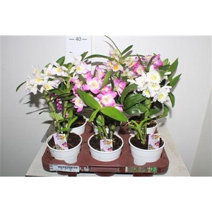 Dend Nobile 2-3 Branches