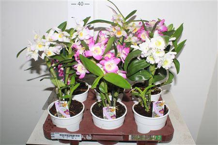 <h4>Dend Nobile 2-3 Branches</h4>