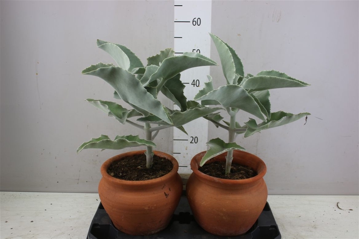 <h4>Kalanchoe Beharensis In Kruik</h4>