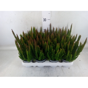 Calluna vulg. 'Skyline Stockholm'