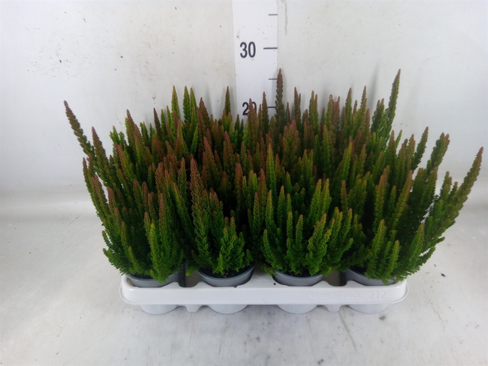 <h4>Calluna vulg. 'Skyline Stockholm'</h4>