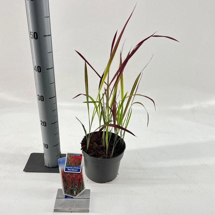 Imperata cylindrica Red