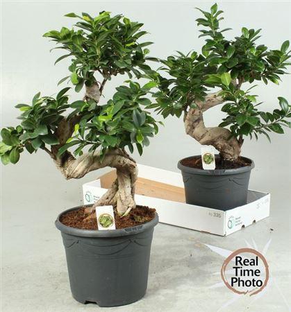 <h4>Fic Mi Ginseng</h4>