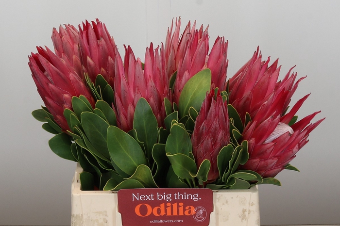 <h4>Protea Cynaroides Madiba</h4>