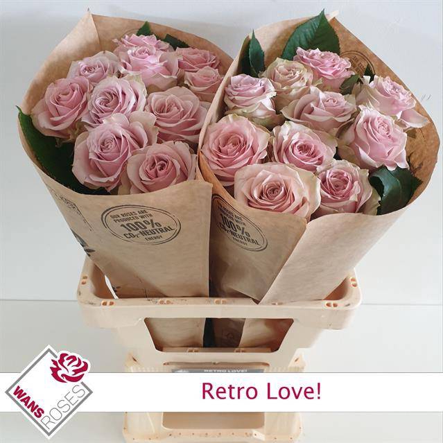Rosa Garden Retro Love!