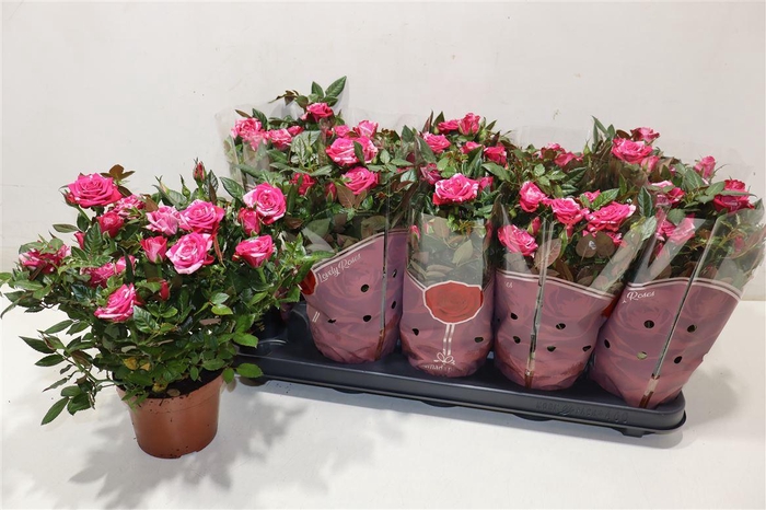 <h4>Ro Twin Color</h4>