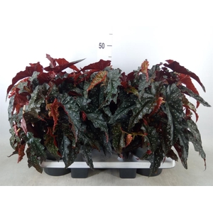 Begonia BD mac. 'Black Forest'