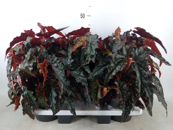 <h4>Begonia BD mac. 'Black Forest'</h4>