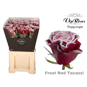 R GR FROST RED TACAZZI