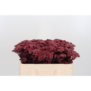 Sedum Purple Emperor