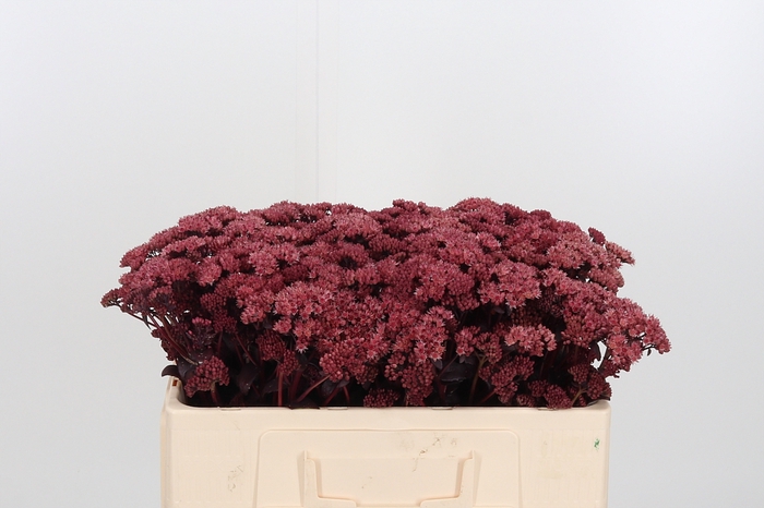 <h4>Sedum Purple Emperor</h4>