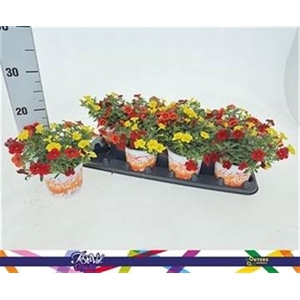 Calibrachoa gemengd