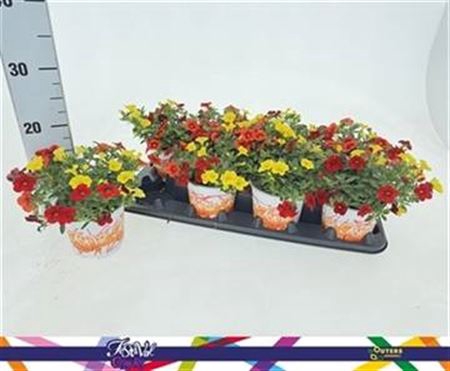 <h4>Calibrachoa gemengd</h4>