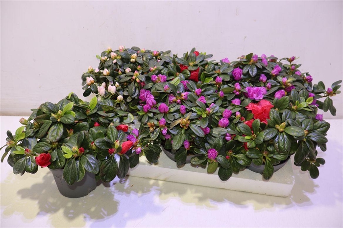 <h4>arr8 Rhodo Si Gem</h4>