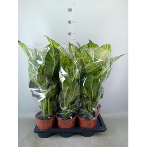 Dieffenbachia  'Mars'