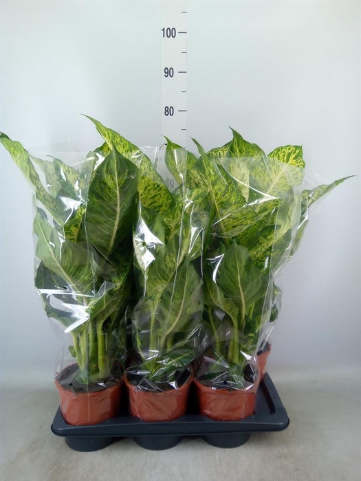 <h4>Dieffenbachia  'Mars'</h4>
