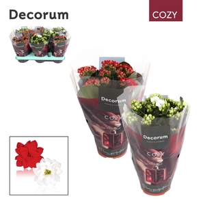 Kalanchoe Decorum Cozy - Red and White Mix