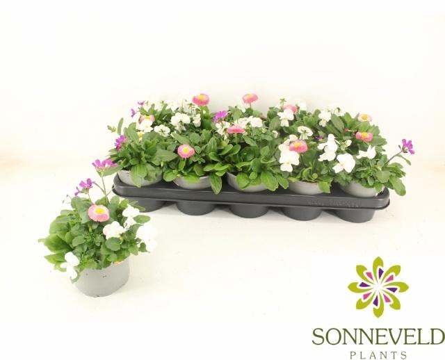 <h4>PERKPL TOEF 3 KL</h4>