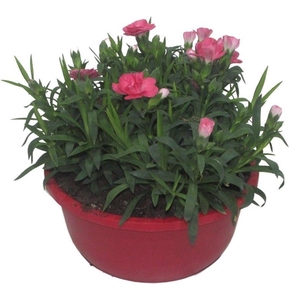 Hello Spring Dianthus Oscar in 19 cm schaal Rood
