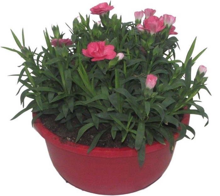 <h4>Hello Spring Dianthus Oscar in 19 cm schaal Rood</h4>
