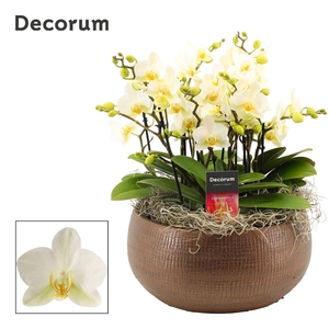 Terra dazzling 9+ tak symphony Lausanne (Deco-collection)