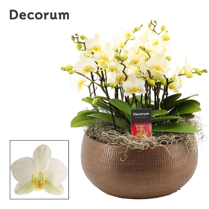 <h4>Terra dazzling 9+ tak symphony Lausanne (Deco-collection)</h4>