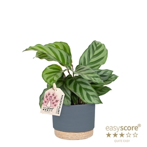 CALATHEA SPECIES FREDDY P7 WOODB B