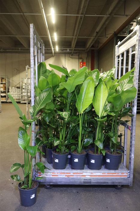 <h4>Strelitzia Alba</h4>