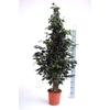 Ficus overig gemengd 3 soorten
