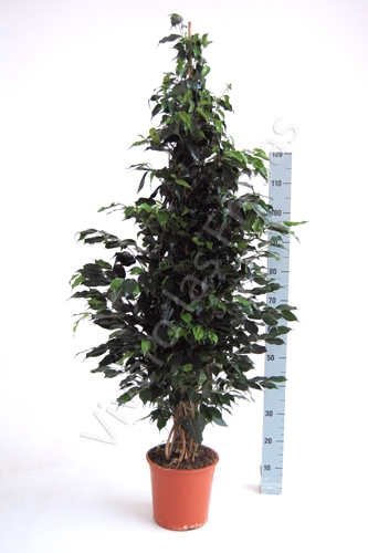 Ficus overig gemengd 3 soorten